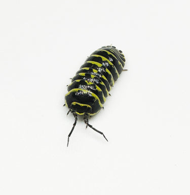 Armadillidium Maculatum